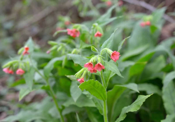 Pembe çiçek çiçek — Stok fotoğraf