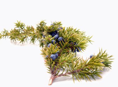  Beyaz arka plan üzerinde izole ardıç meyveleri