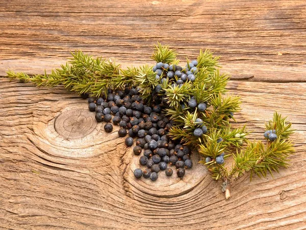 Enebro común (Juniperus communis ) — Foto de Stock