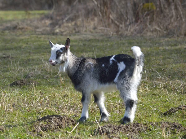 Cute baby goat — Stock Photo, Image
