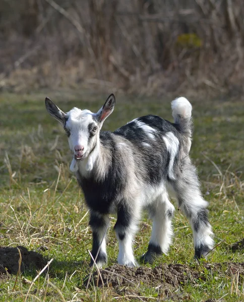 Schattige baby geit — Stockfoto