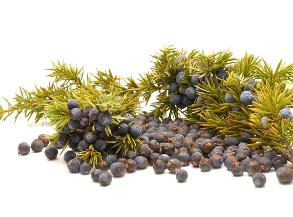 Juniper berries isolated on white — Stock Photo, Image