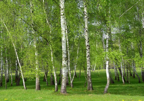 Beautiful landscape - summer birchwood — Stock Photo, Image