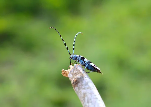 Rosalia alpina L male Coleoptera — ストック写真