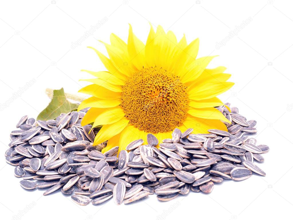  Sunflower with Seeds