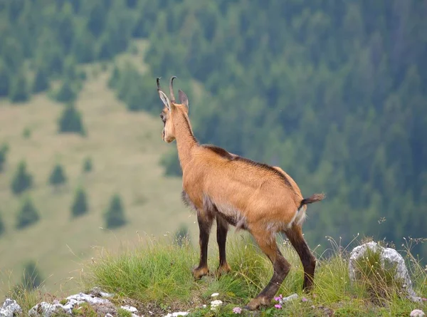 Chamois Rupicapra Rupicapra Natura — Foto Stock