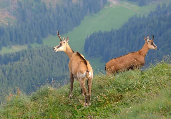 Chamois Rupicapra Rupicapra Naturen — Stockfoto