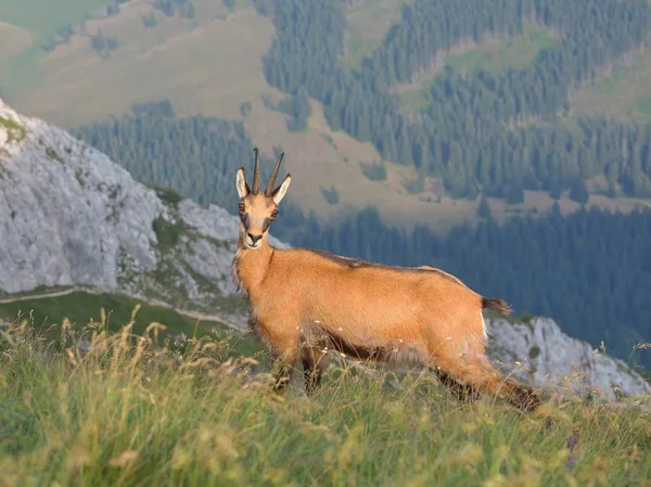 Chamois Rupicapra Rupicapra Natura — Foto Stock