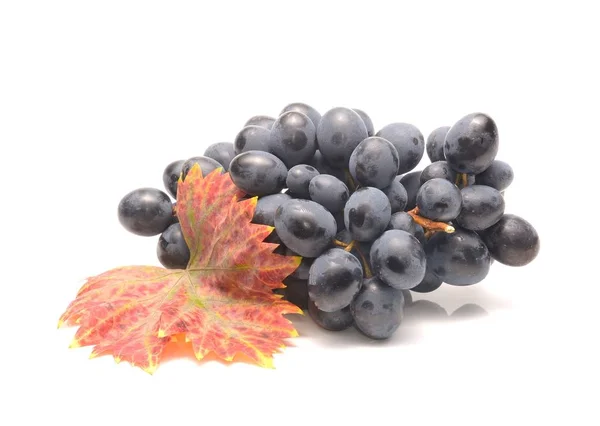 Grapes Leaves White — Stock Photo, Image