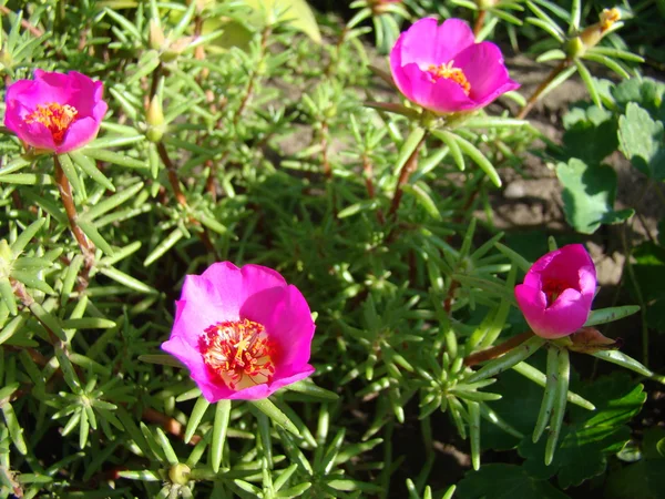 Portulaca grandiflora rosa — Fotografia de Stock