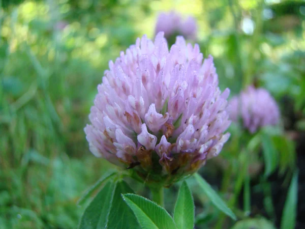 Klaver bloeiende bloem — Stockfoto