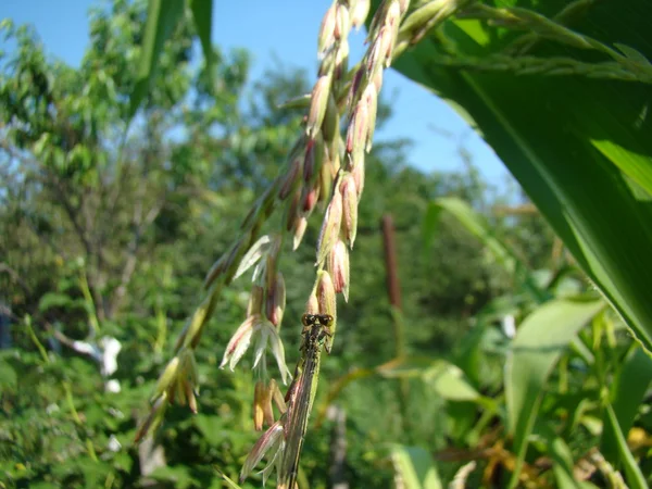 Inflorescência masculina de milho — Fotografia de Stock