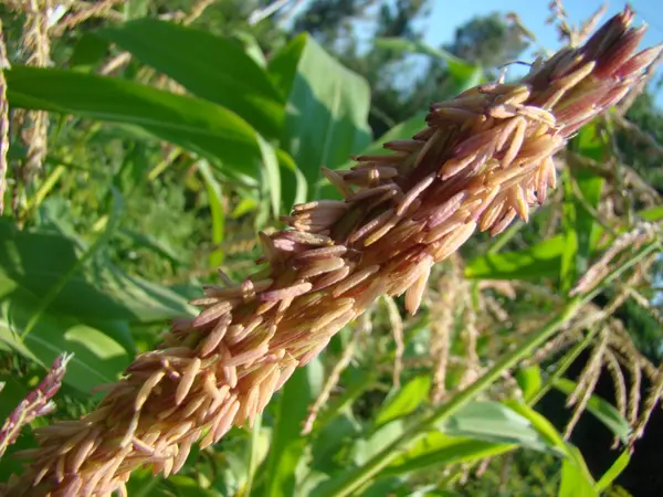 Мужское соцветие кукурузы — стоковое фото