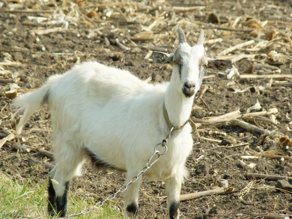 Cabra con cuernos blanco —  Fotos de Stock