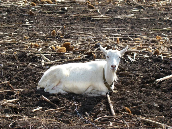 Cabra con cuernos blanco —  Fotos de Stock