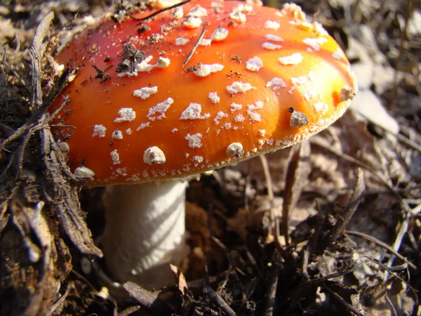蘑菇的性质 — 图库照片