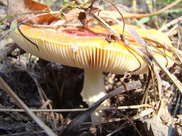 Hongo en la naturaleza — Foto de Stock