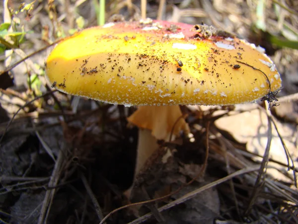 Cogumelo na natureza — Fotografia de Stock