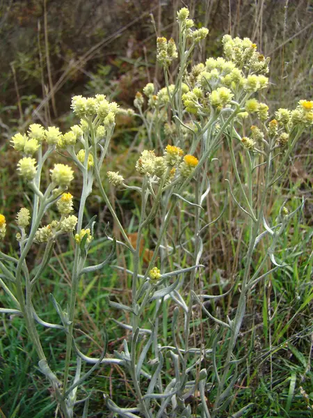 Helichrysum egy gyógynövény — Stock Fotó