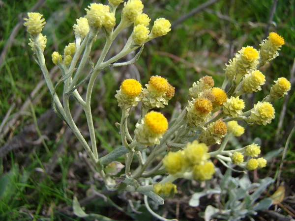 Helichrysum tıbbi bir bitkidir — Stok fotoğraf