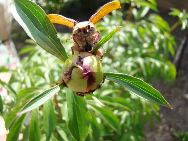 Chafer adulte scarabée — Photo