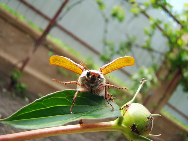 Chafer adult beetle — стоковое фото
