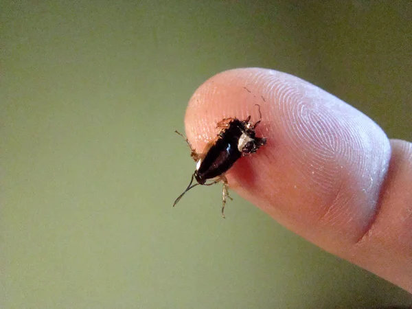 Таракан раздавленный палец — стоковое фото