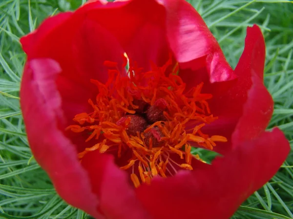 Narrow-leaved peony — Stock Photo, Image