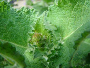Salvia officinalis-çeşitli