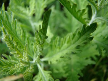 Salvia officinalis-çeşitli