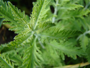 Salvia officinalis-çeşitli