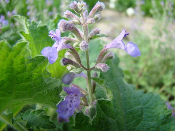 Salvia officinalis-variety — Stock Photo, Image