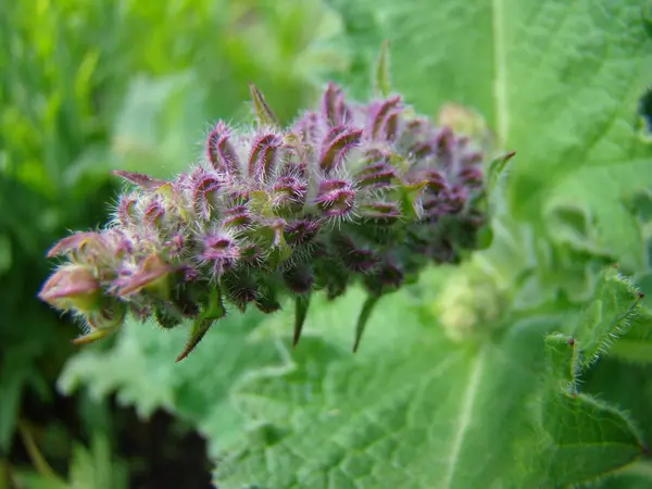 Salvia officinalis-variety — Stock Photo, Image