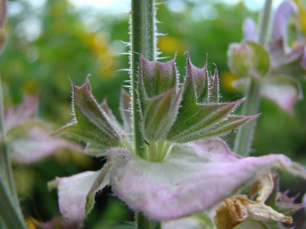 Salvia officinalis-varietate — Fotografie, imagine de stoc