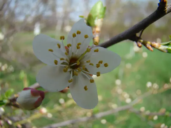 Floraison des pommiers au printemps — Photo