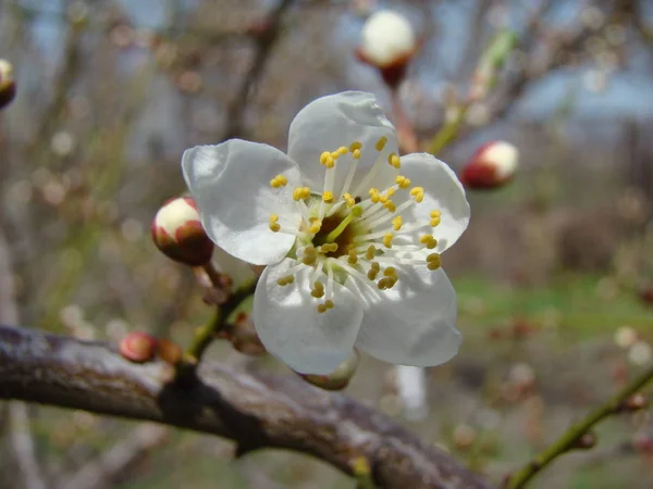 Blommande äppelträd på våren — Stockfoto