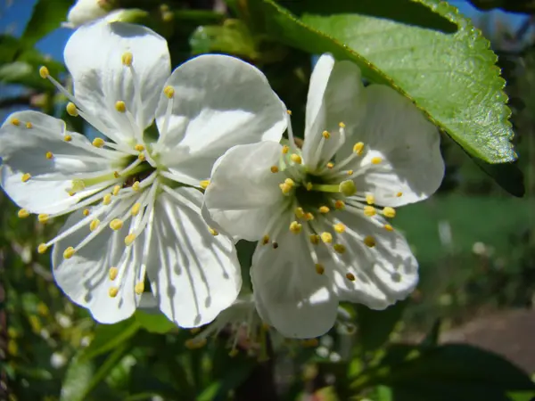 Floraison des pommiers au printemps — Photo