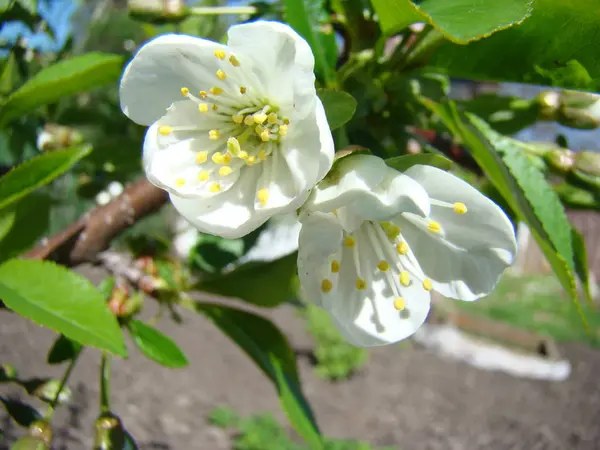 Floraison des pommiers au printemps — Photo