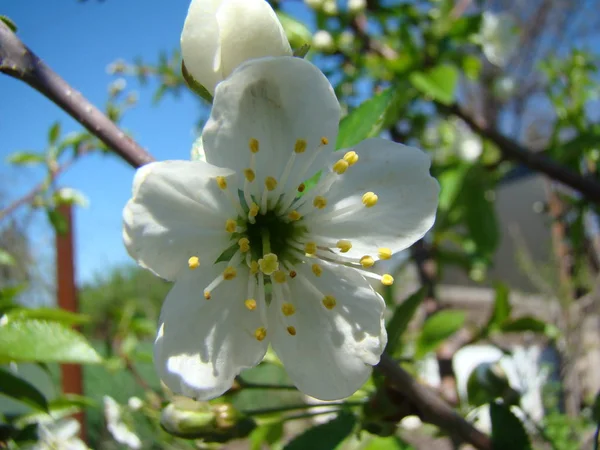 Floraison des pommiers au printemps — Photo