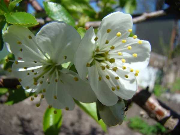 Floraison des pommiers au printemps — Photo