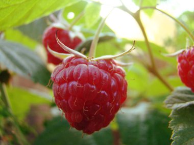 olgunlaşmış ahududu meyve