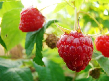 olgunlaşmış ahududu meyve