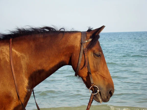 Cabeça de cavalo marrom — Fotografia de Stock