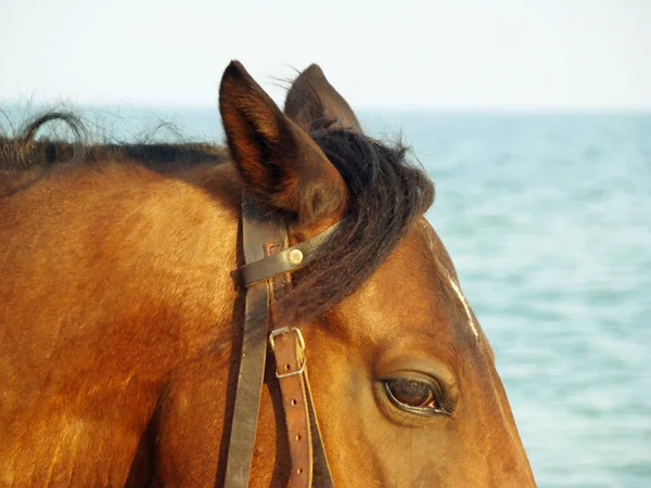 Cabeça de cavalo marrom — Fotografia de Stock