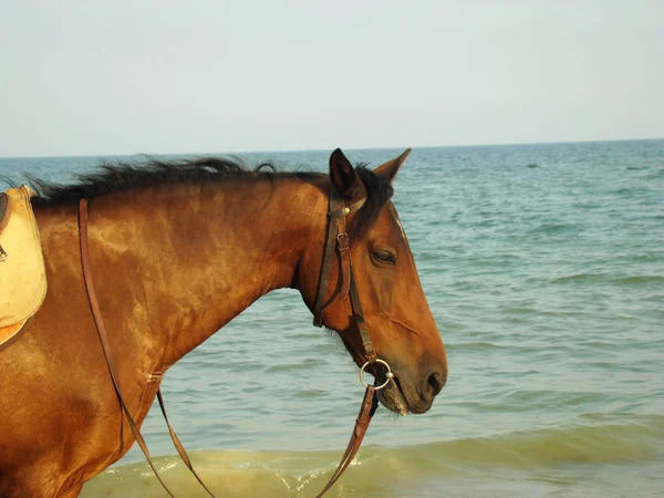 Cabeza de caballo marrón — Foto de Stock