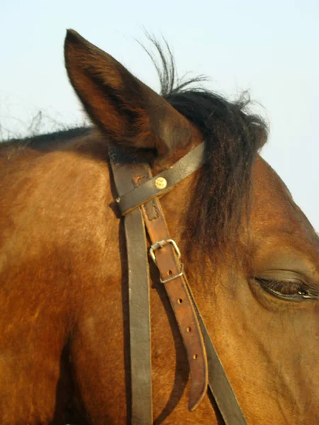 Cabeza de caballo marrón — Foto de Stock