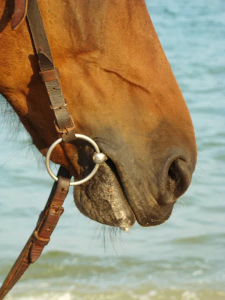 O rosto do cavalo — Fotografia de Stock