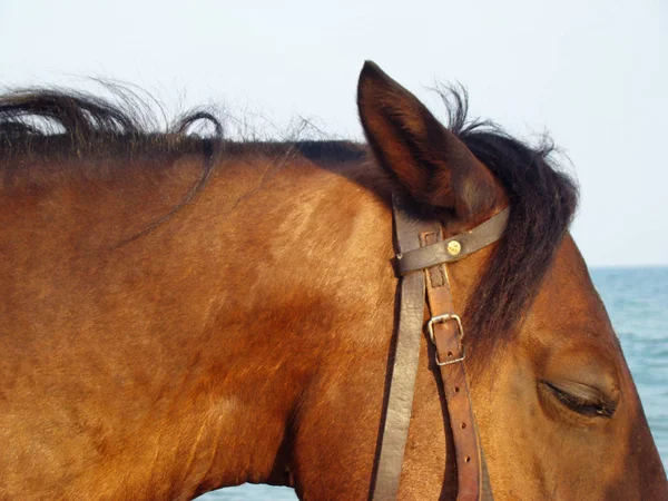 head of brown horse