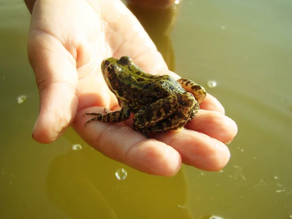 식용 개구리 강 — 스톡 사진