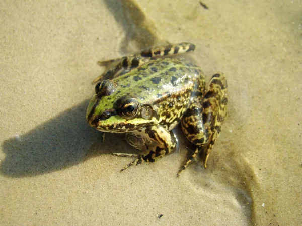 Edible frog river — Stock Photo, Image